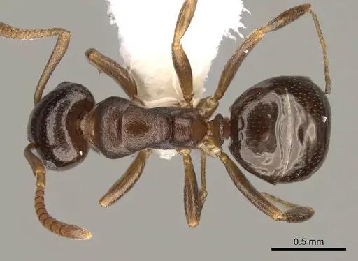 Stigmacros clivispina - CASENT0281498