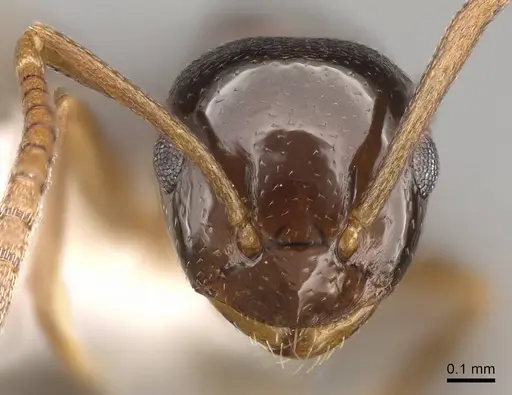 Stigmacros clivispina - CASENT0281498