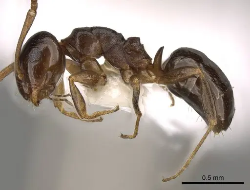 Stigmacros clivispina - CASENT0281498