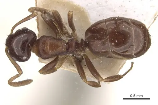 Stigmacros clivispina - CASENT0909935