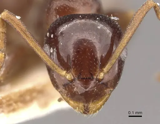 Stigmacros clivispina - CASENT0909935