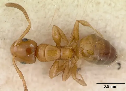 Stigmacros debilis specimen