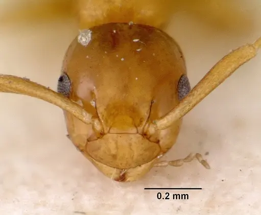 Stigmacros debilis specimen