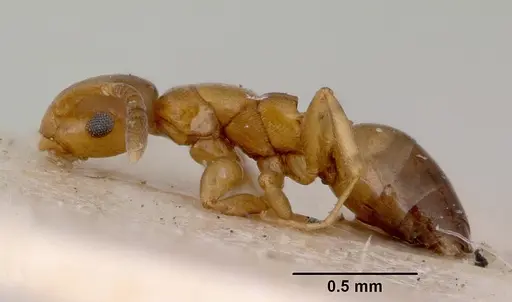 Stigmacros debilis specimen