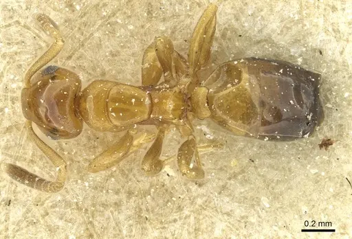 Stigmacros debilis - CASENT0912435