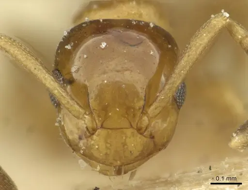 Stigmacros debilis - CASENT0912435