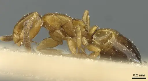 Stigmacros debilis - CASENT0912435