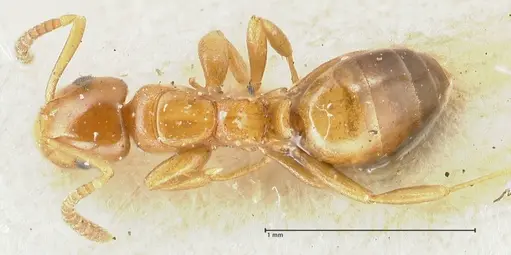 Stigmacros debilis - FOCOL2230