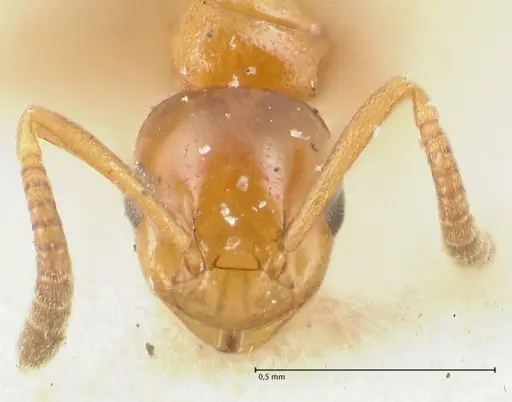 Stigmacros debilis - FOCOL2230