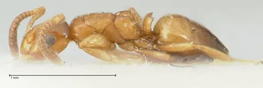 Stigmacros debilis - FOCOL2230