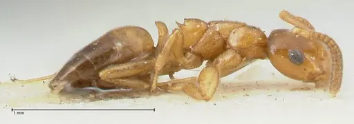 Stigmacros debilis - FOCOL2230