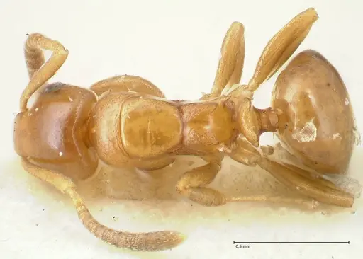 Stigmacros debilis - FOCOL2231