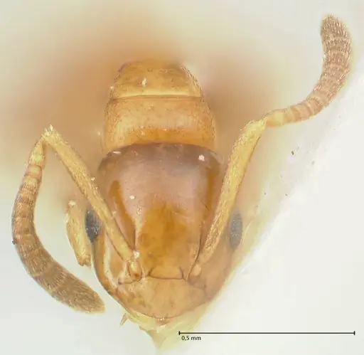 Stigmacros debilis - FOCOL2231
