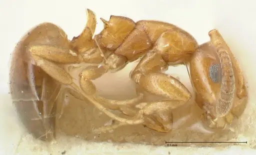 Stigmacros debilis - FOCOL2231