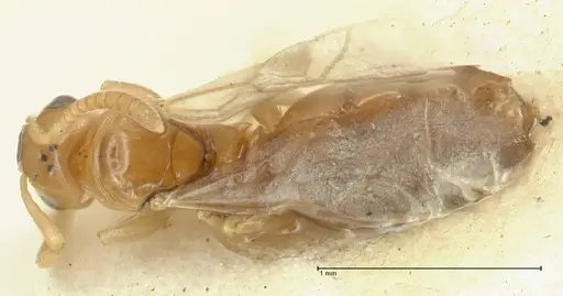 Stigmacros debilis - FOCOL2232