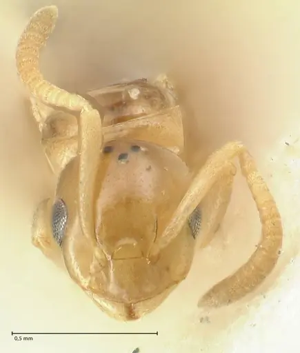 Stigmacros debilis - FOCOL2232