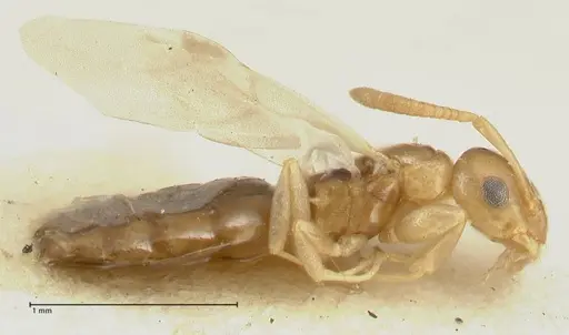 Stigmacros debilis - FOCOL2232