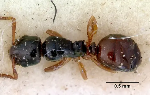 Stigmacros elegans specimen