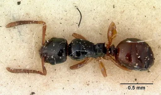 Stigmacros elegans specimen