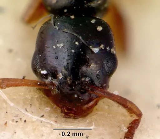 Stigmacros elegans specimen