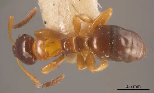 Stigmacros epinotalis specimen