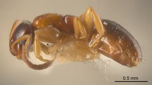 Stigmacros epinotalis specimen