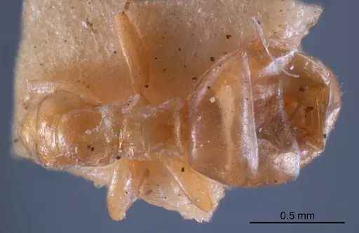 Stigmacros flava specimen