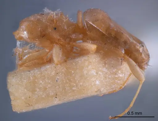 Stigmacros flava specimen