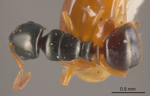 Stigmacros flavinodis specimen