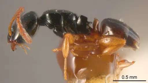 Stigmacros flavinodis specimen