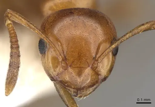 Stigmacros froggatti specimen