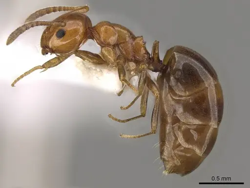 Stigmacros froggatti specimen