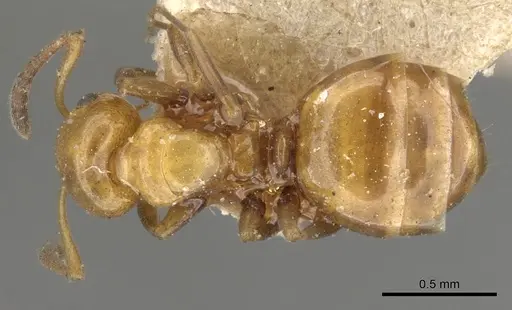 Stigmacros froggatti - CASENT0903230