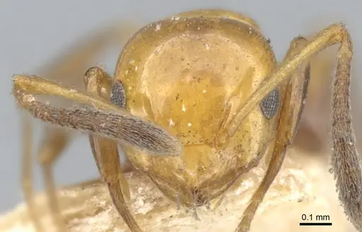 Stigmacros froggatti - CASENT0903230