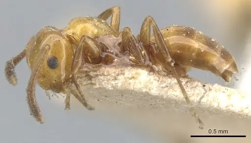 Stigmacros froggatti - CASENT0903230