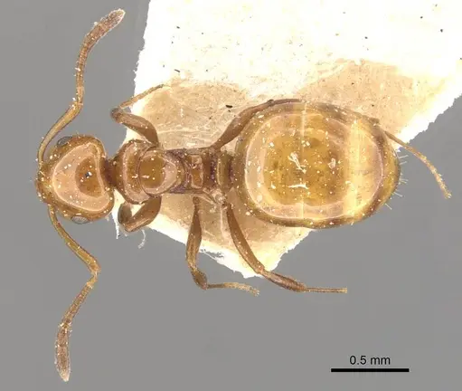 Stigmacros froggatti - CASENT0909936