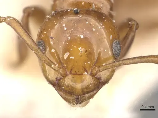 Stigmacros froggatti - CASENT0909936