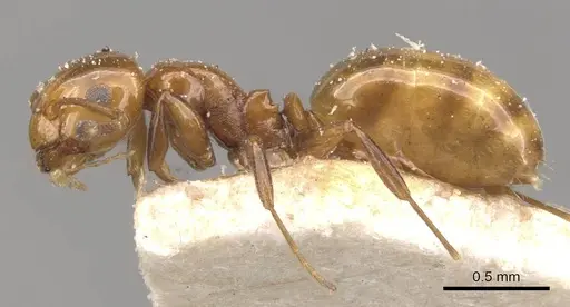 Stigmacros froggatti - CASENT0909936