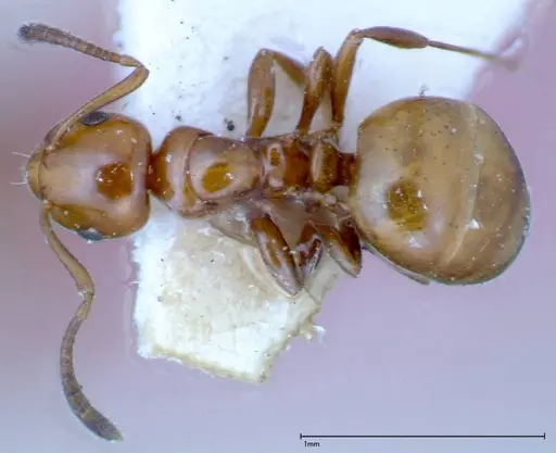 Stigmacros froggatti - FOCOL0159-1