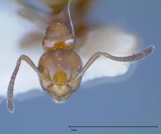 Stigmacros froggatti - FOCOL0159-1