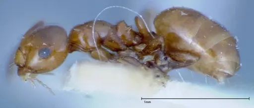 Stigmacros froggatti - FOCOL0159-1