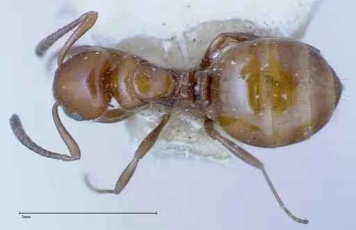 Stigmacros froggatti - FOCOL0159-2