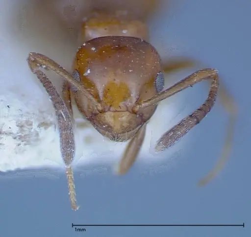 Stigmacros froggatti - FOCOL0159-2