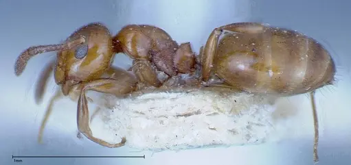 Stigmacros froggatti - FOCOL0159-2