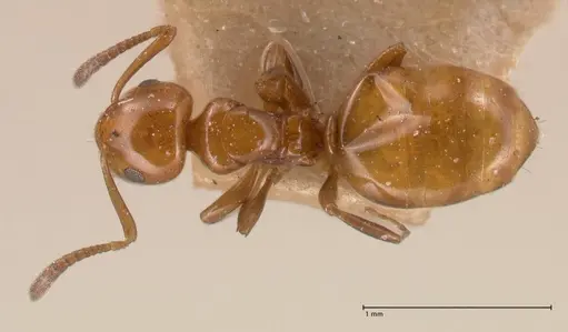 Stigmacros froggatti - FOCOL0782