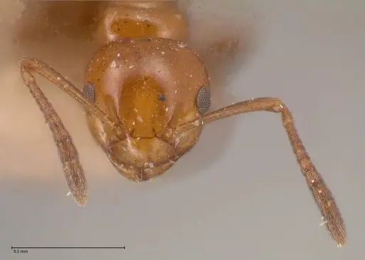 Stigmacros froggatti - FOCOL0782