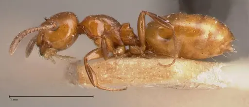 Stigmacros froggatti - FOCOL0782