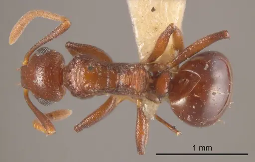 Stigmacros hirsuta specimen