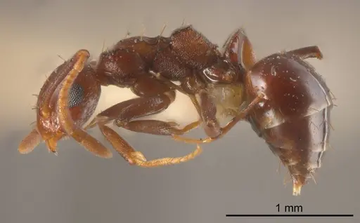 Stigmacros hirsuta specimen