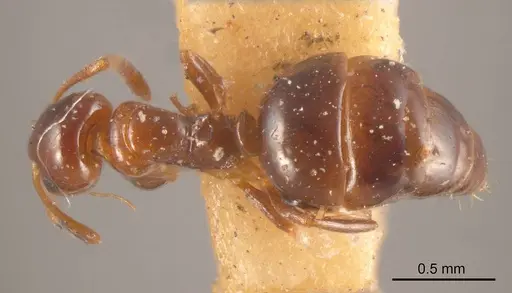 Stigmacros impressa specimen